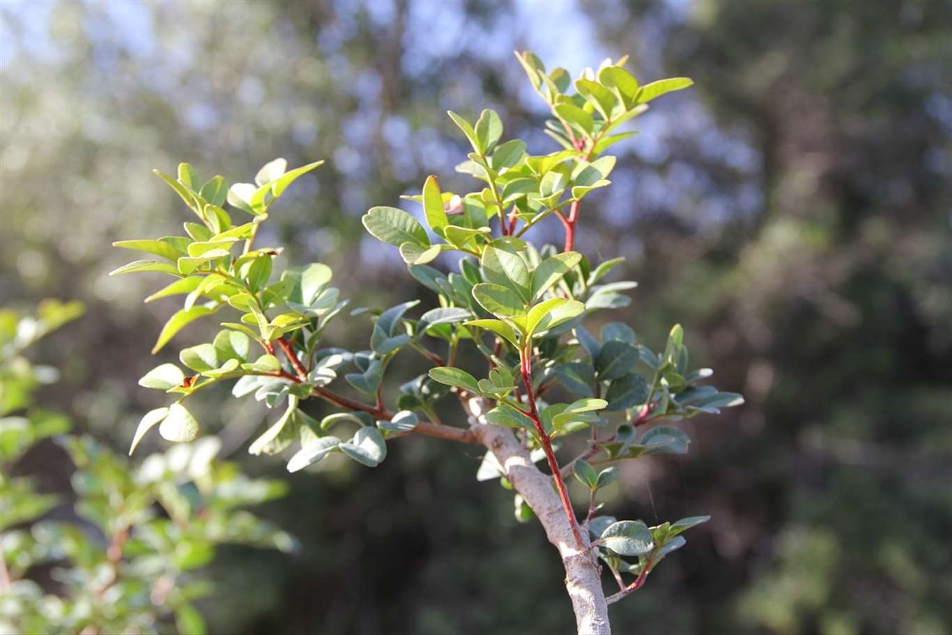 Sakız üretimi gelişiyor: 1500 aşılı fidan üreticilere dağıtılacak haberi